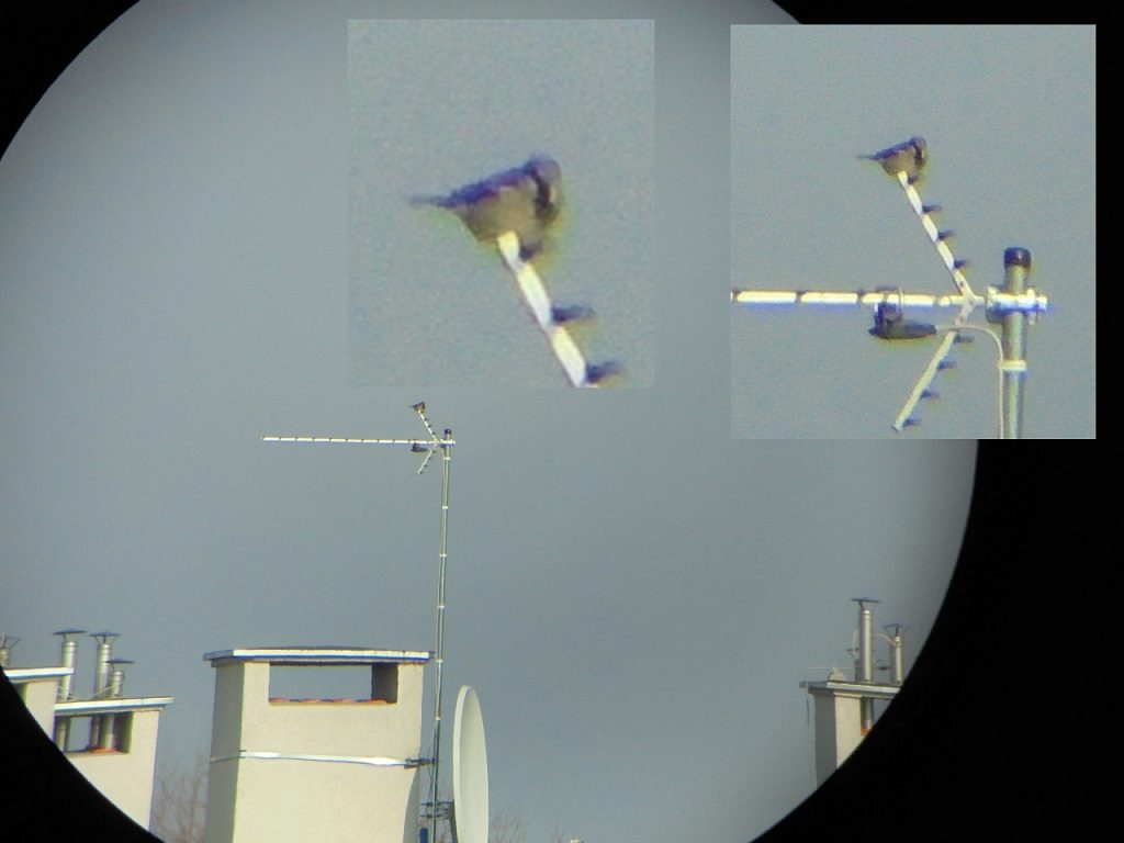digiscoping przez lunetę `delta Optical Titanium ED II zoom
